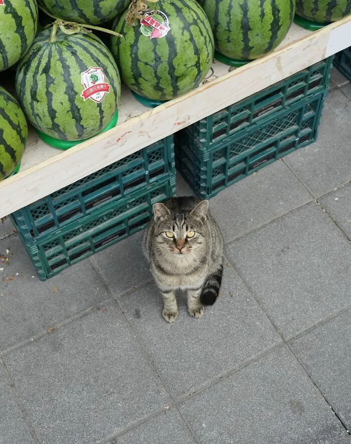 Photographer Focuses On Documenting Stray Cats In Cities; Here Are 30 Of His Latest Shots (New Pics)