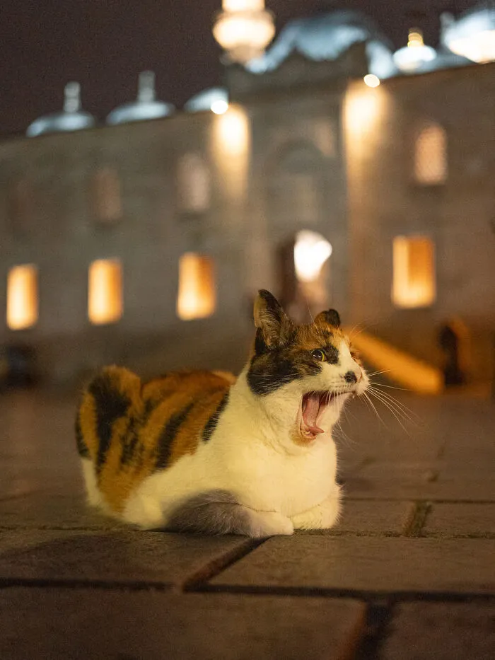 Photographer Focuses On Documenting Stray Cats In Cities; Here Are 30 Of His Latest Shots (New Pics)