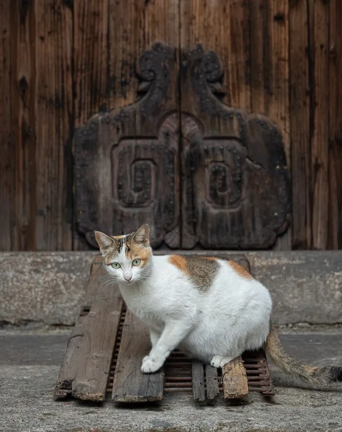 Photographer Focuses On Documenting Stray Cats In Cities; Here Are 30 Of His Latest Shots (New Pics)