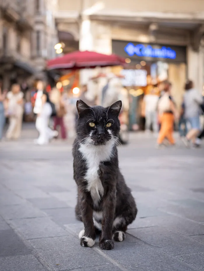 Photographer Focuses On Documenting Stray Cats In Cities; Here Are 30 Of His Latest Shots (New Pics)