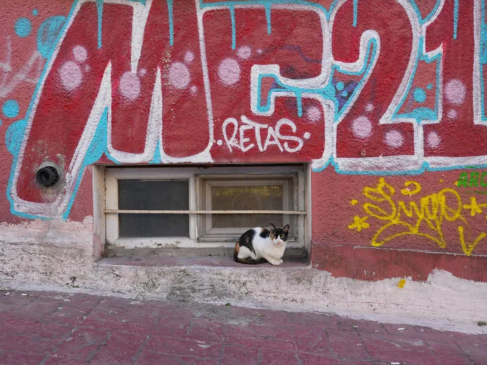 Photographer Focuses On Documenting Stray Cats In Cities; Here Are 30 Of His Latest Shots (New Pics)