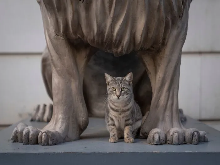Photographer Focuses On Documenting Stray Cats In Cities; Here Are 30 Of His Latest Shots (New Pics)