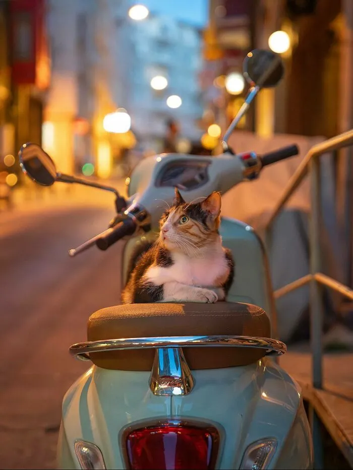 Photographer Focuses On Documenting Stray Cats In Cities; Here Are 30 Of His Latest Shots (New Pics)