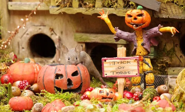 A Little Mouse Trick-Or-Treating Outside One Of The Mouse Homes
