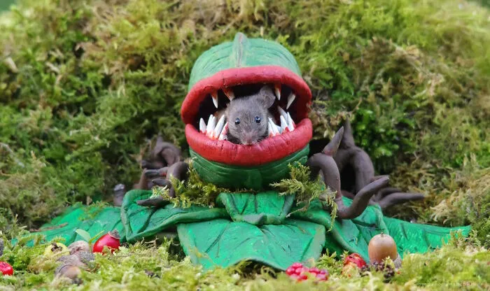 Wild mouse peeking from a Halloween village garden decoration resembling a carnivorous plant surrounded by moss and small forest items.