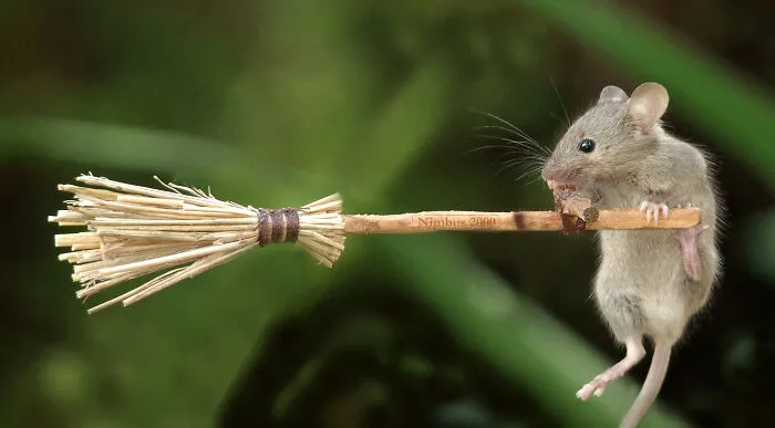 A Broomstick-Riding Mouse
