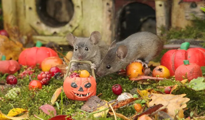 Mother Mouse Taking Her Baby Trick-Or-Treating