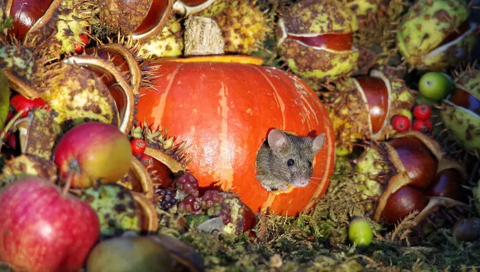 George The Mouse In His Pumpkin House