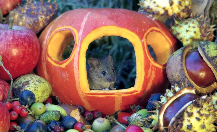 Cinderella Mouse In Her Pumpkin Carriage