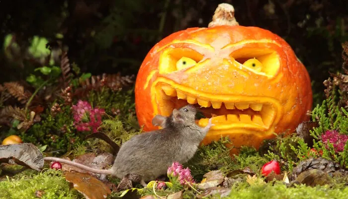 Take That Pumpkin Monster As The Mouse Takes A Bite