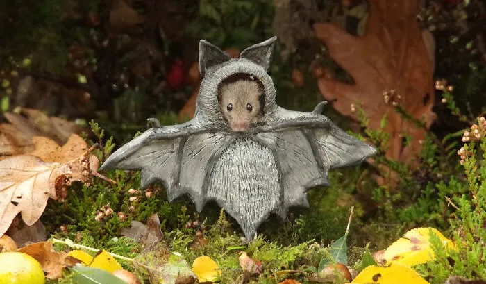 Bat Mouse, Now All We Need Is A Robin
