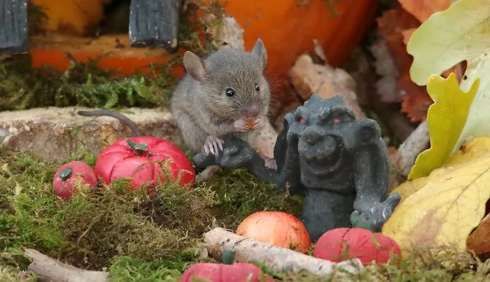Pip-Squeak The Baby Mouse