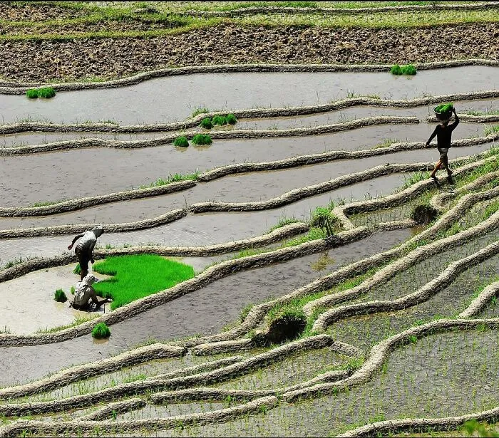"Planting Season", Bali