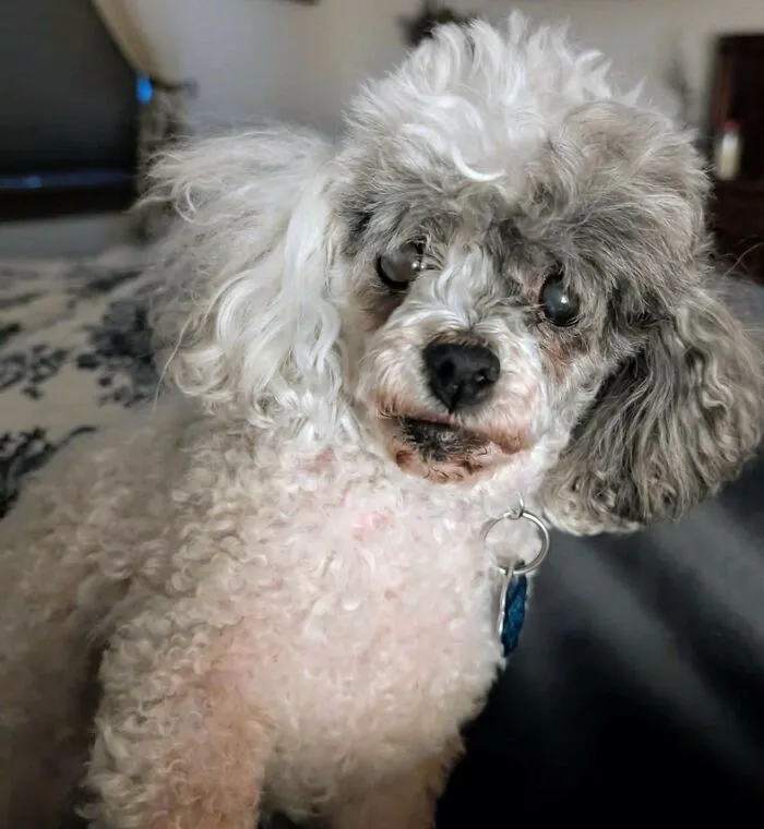 Meet Mathilda Lee, Or Tillie As I Call Her.  She Just Turned 12 And Is The Sweetest Little Soul