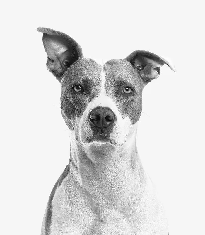 Would you rather hear your pet call your name in a calm voice once, or see them staring at the same corner of the room every night?