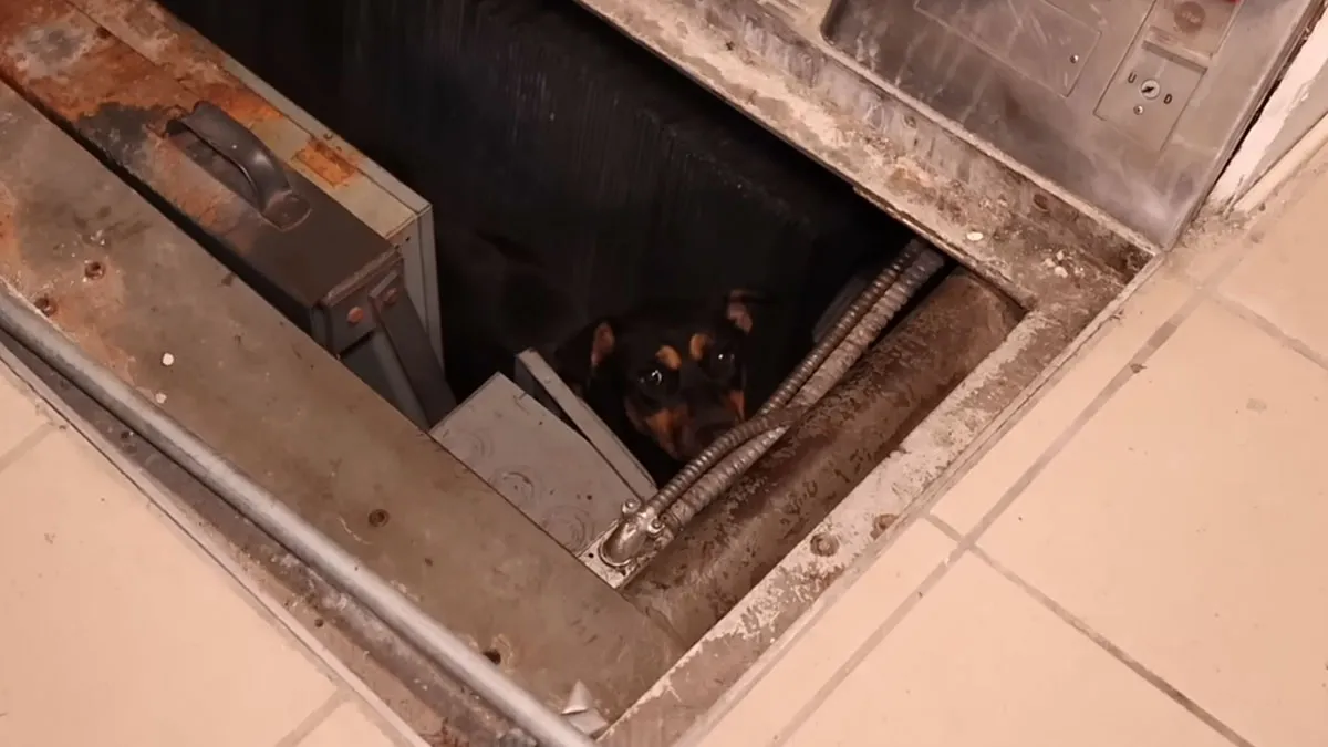 Influencers Exploring An Abandoned Mall Find A Dog Trapped Under An Escalator And Save The Day