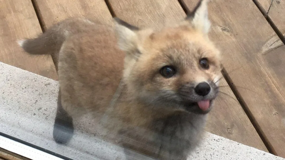 50 Baby Animals That Are So Cute, Your Brain Might Not Comprehend How It’s Possible