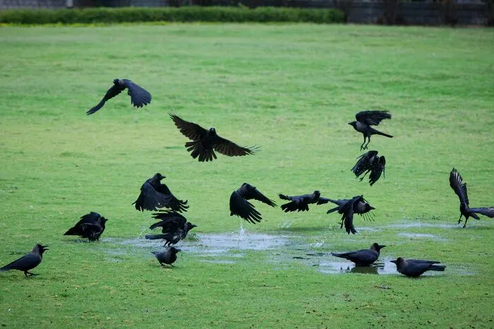 A group of black birds flying and standing on wet grass, illustrating the experience of living next to horrible neighbors.