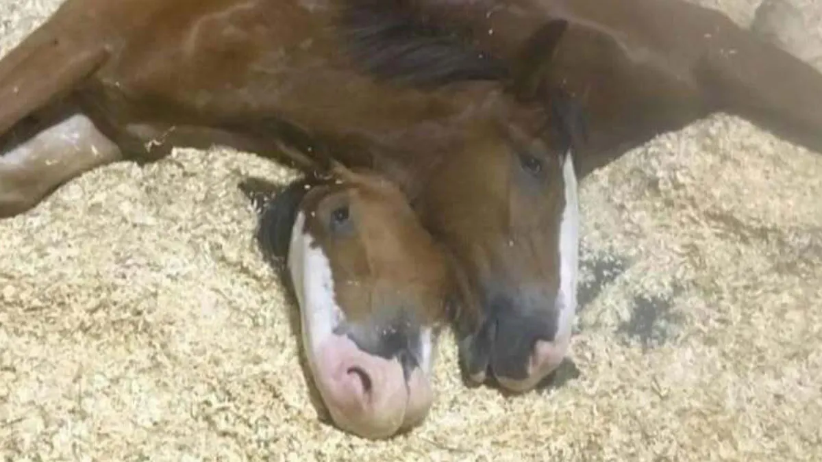 50 Hilarious Animal Memes That Might Make Your Day At Least Slightly Better