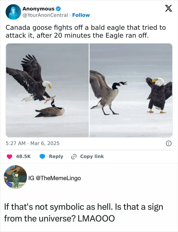 50 Hilarious Animal Memes That Might Make Your Day At Least Slightly Better