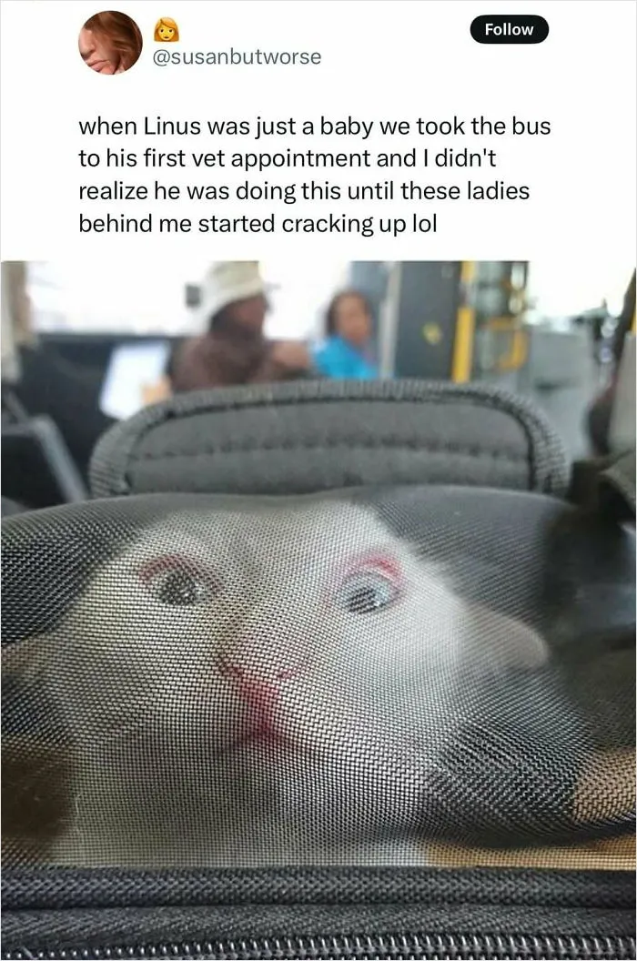 50 Hilarious Animal Memes That Might Make Your Day At Least Slightly Better