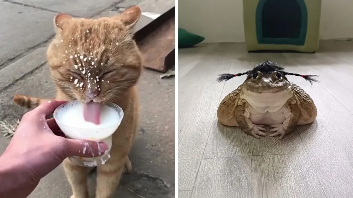 These 34 Animal Photos Are Proof That Nature Has A Great Sense Of Humor