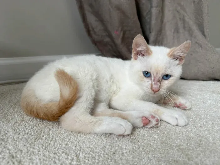 Found This Little One Outside