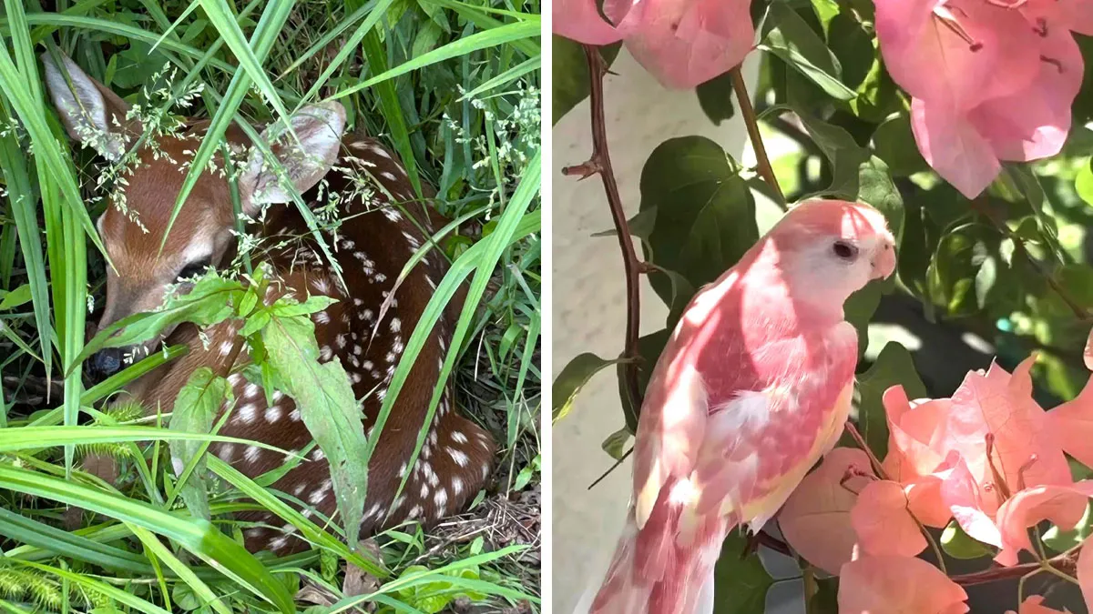 50 Times Animals Were Too Pure For This World (New Pics)