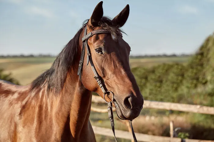 Brown horse with bridle standing outdoors in a rural setting related to strangest 911 calls operators received.