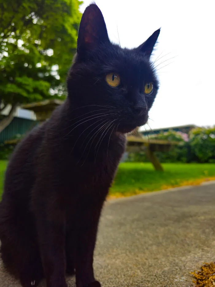 Boogle. He's 17 And A Half Years Old