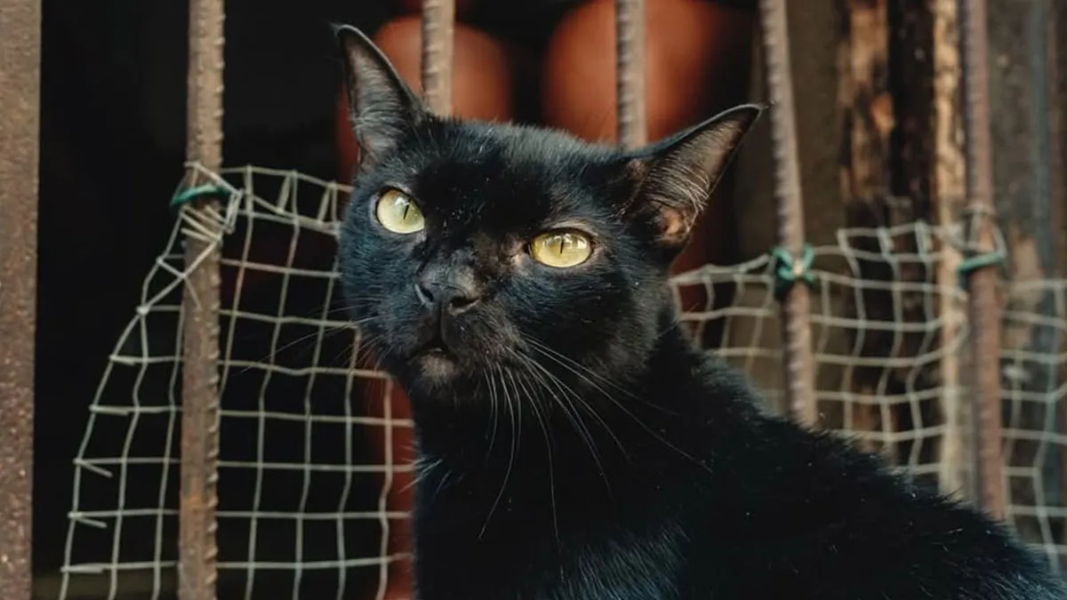 Mysterious, Majestic, And Misjudged: Black Cats In The Spotlight (27 Pics)