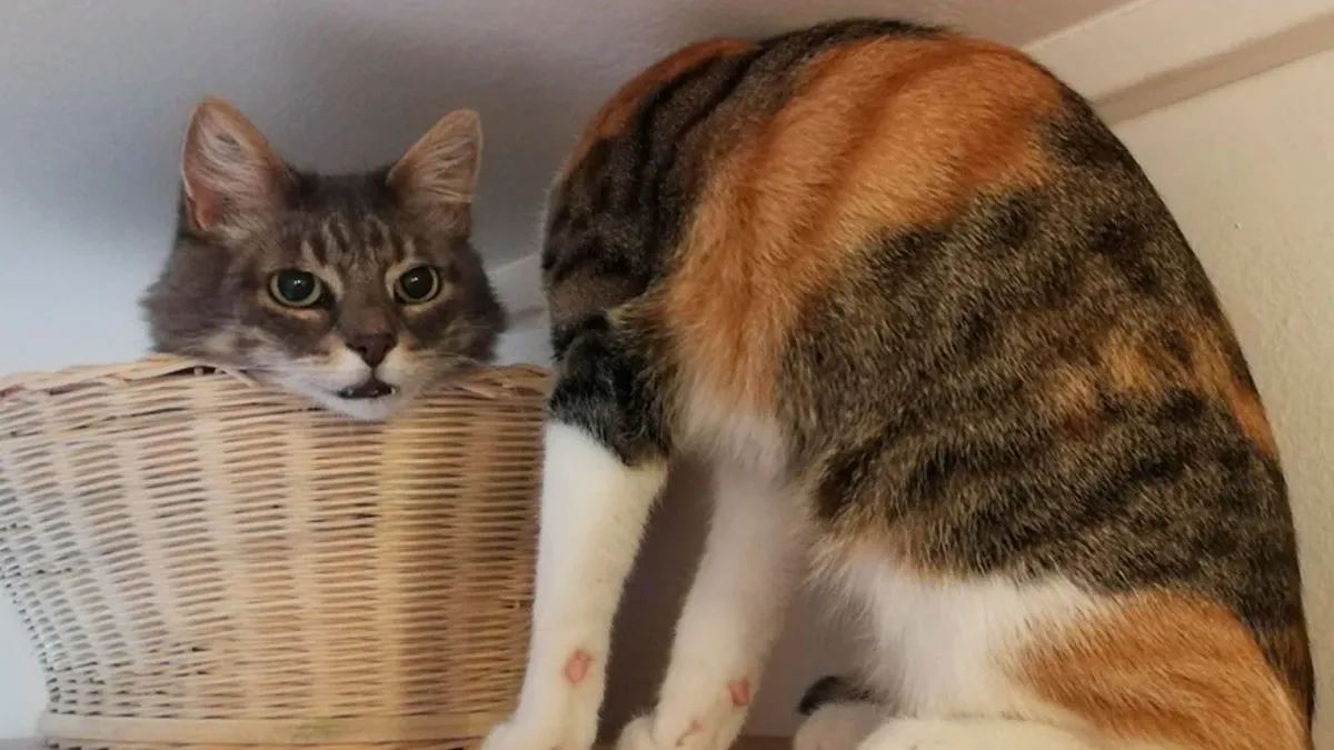 50 Hilarious Images That Are Somehow Both Blessed And Cursed