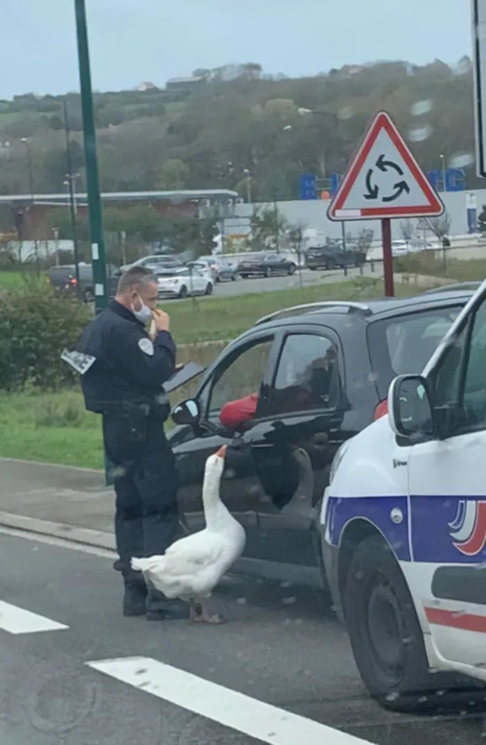 Policeman And His Teammate Doing Their Job