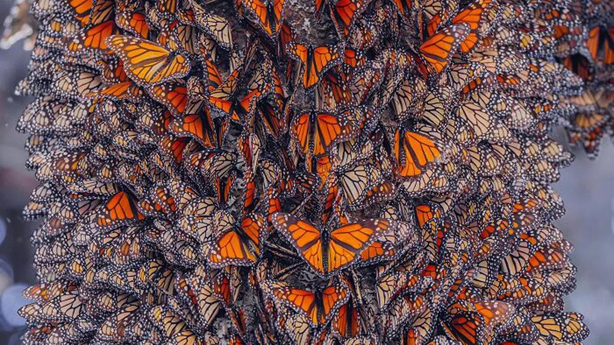 Among A Sea Of Monarch Butterflies In Mexico — The Most Magical Thing I’ve Ever Seen (35 New Pics)