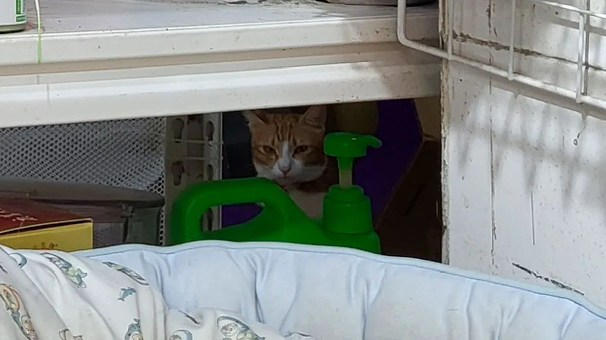 50 Pics Showing Cats That Are Not Easy To Find, But When You Do, You Can’t Unsee Them