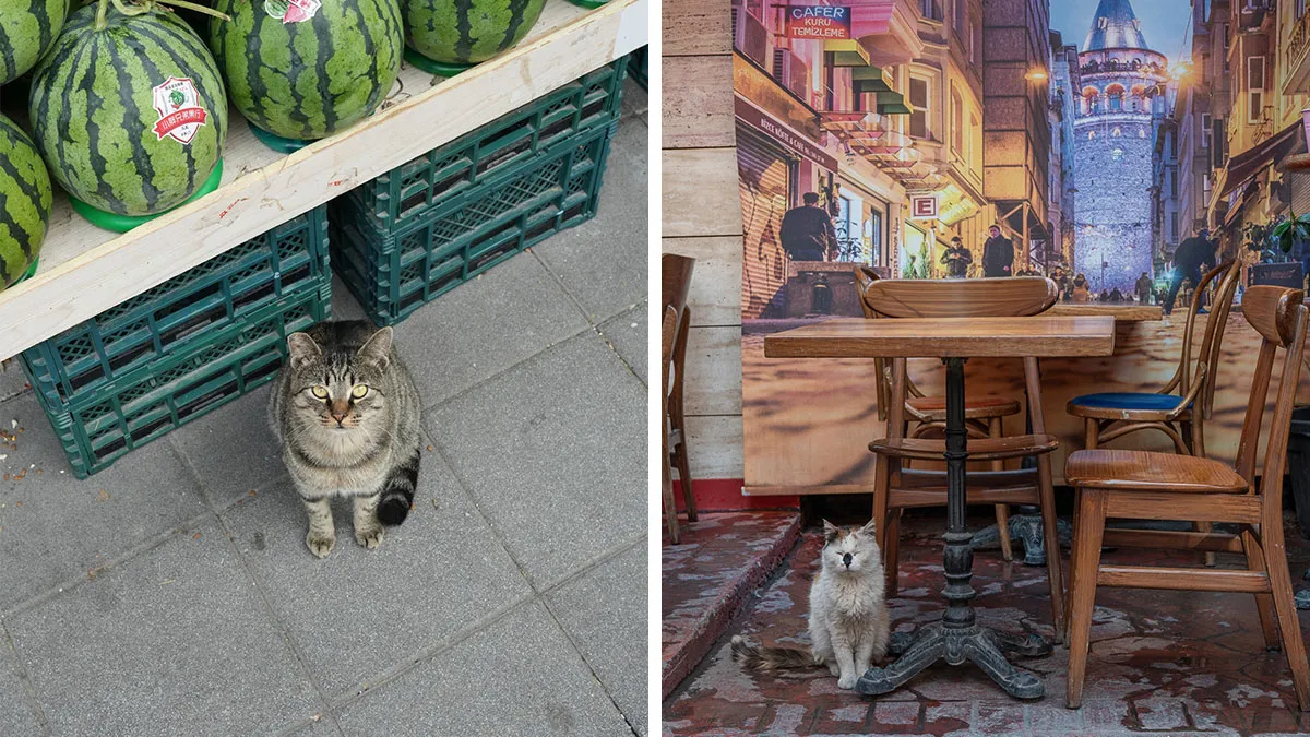 Photographer Focuses On Documenting Stray Cats In Cities; Here Are 30 Of His Latest Shots (New Pics)