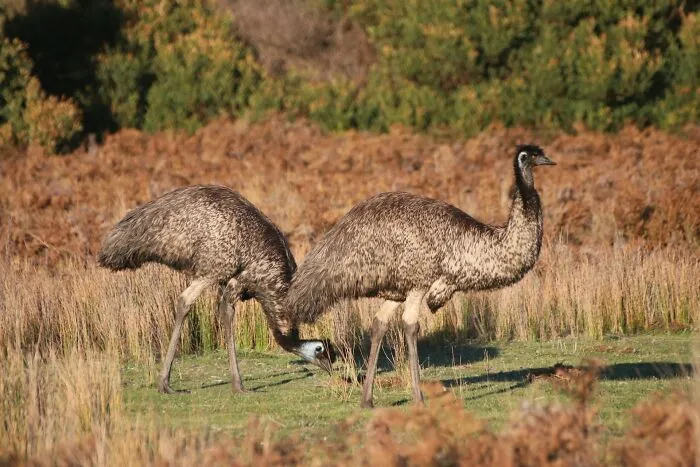 Australia