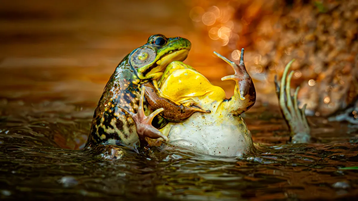 The Nikon Comedy Wildlife Awards Strikes Again With The Most Amazing Photos