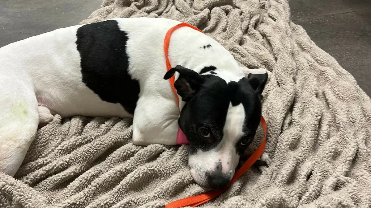 "Steak For Life": Pit Bull Thrown Off Balcony While Protecting 15YO Girl From Alleged Attacker