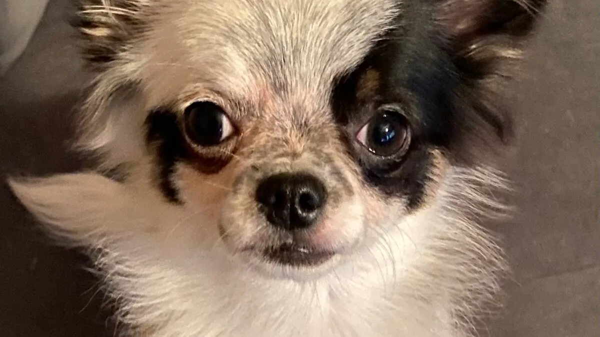 Life Of A Crazy Chihuahua Mama (35 Pics)