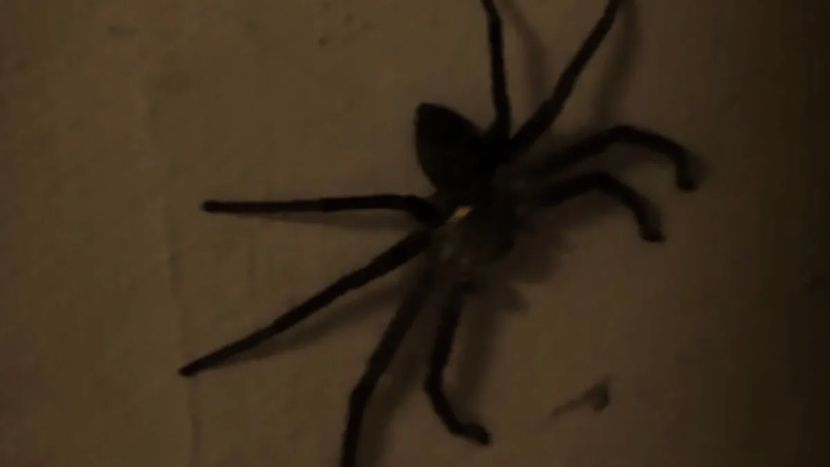 My Little Spider Story: Confirm Addresses Before Entering