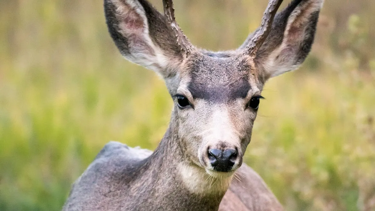 “Zombie Deer Disease” Detected Again In Southern State As Authorities Launch Emergency Response Plan