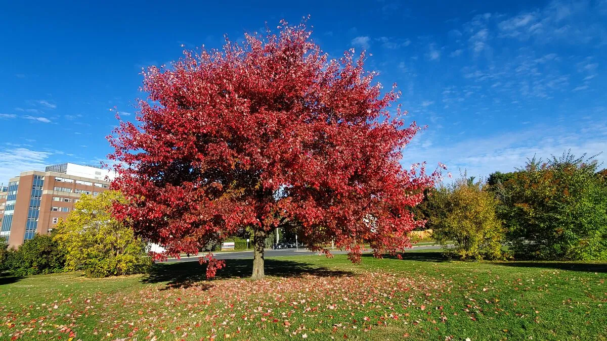 Hey Pandas, Share A Photo Of Autumn Leaves In Your Area