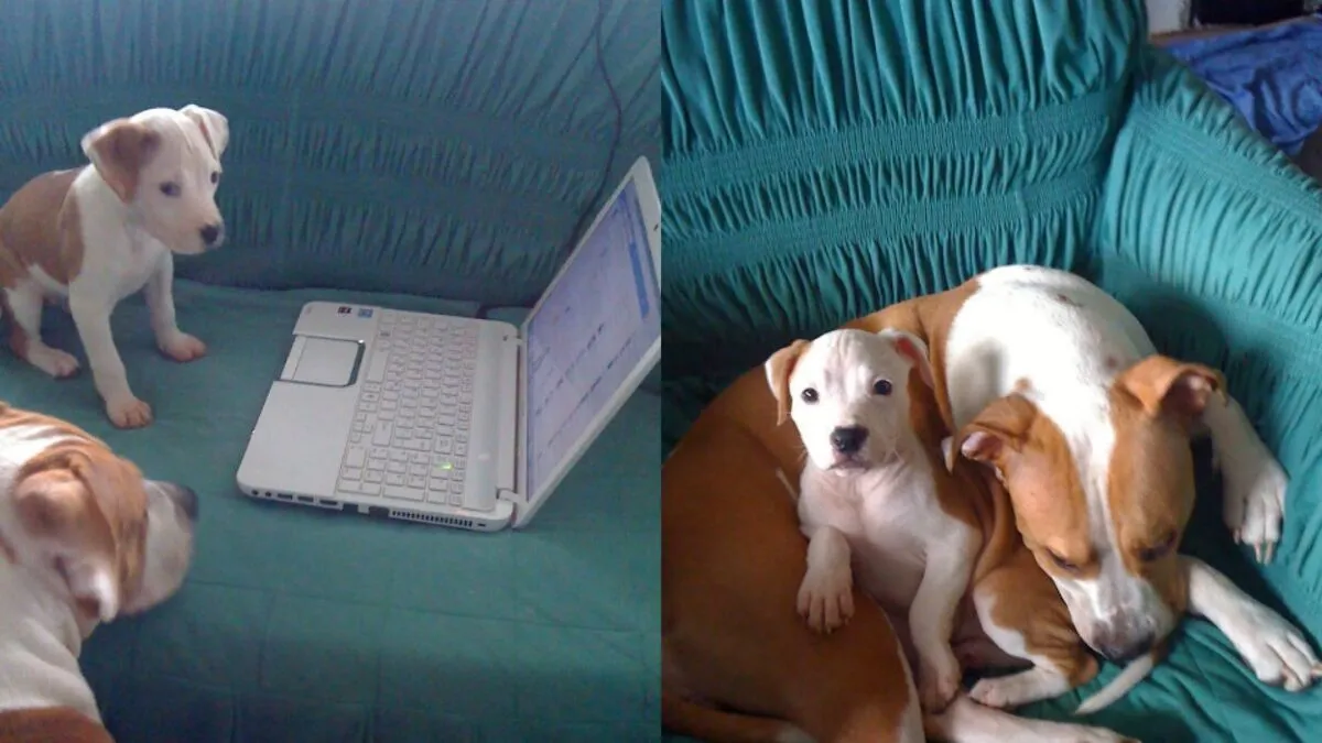 Everything I Know About Love, I Learned From My Dog (35 Pics)