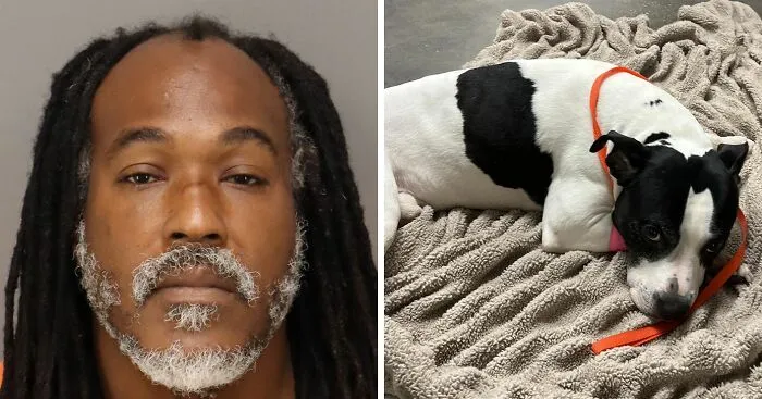 "Steak For Life": Pit Bull Thrown Off Balcony While Protecting 15YO Girl From Alleged Attacker