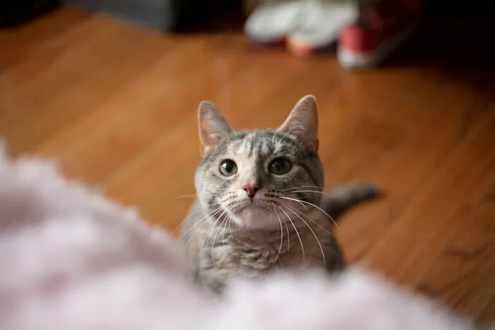 50 Stories About The Most Intelligent Pets People Have Ever Had