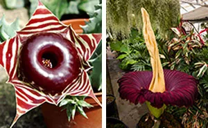 24 Creepy Plants That Prove Nature Has A Dark Sense Of Humor