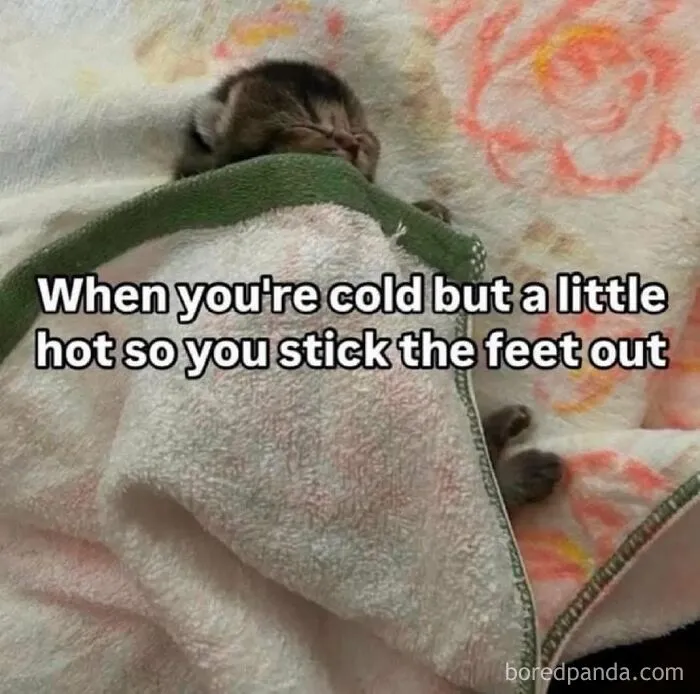 50 Hilarious Photos That Might Make You Love Animals Even More
