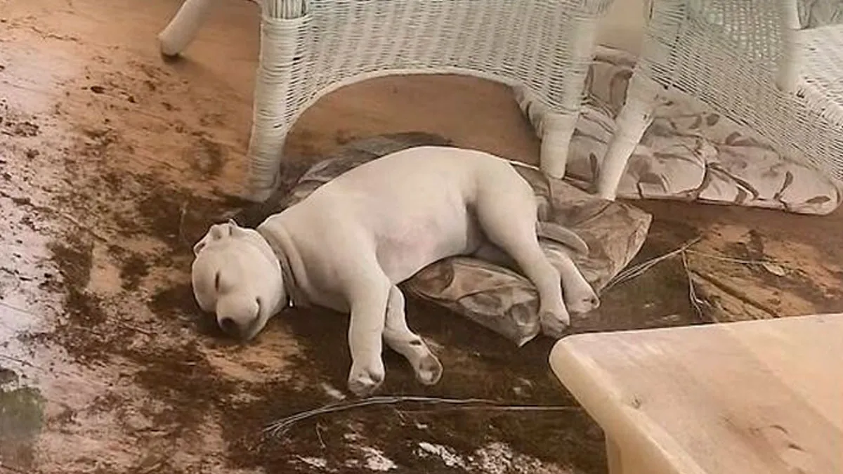 50 Hilarious Photos That Might Make You Love Animals Even More