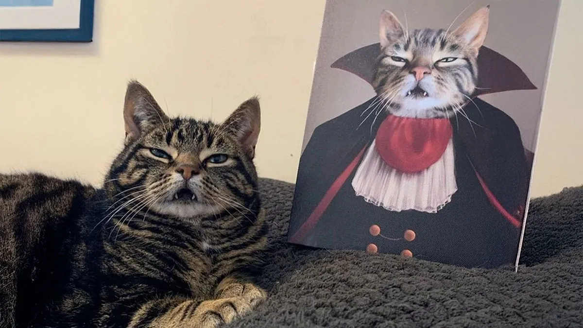 50 Purr-Fect Kitties Who Totally Deserve Their Own Catwalk And Comedy Show
